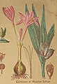 Colchicum или ливадски шафран, од Книгата за здравјето, 1898 година, од Хенри Мунсон Лајман