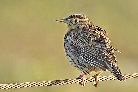 Meadowlark - natures pics.jpg