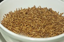 Mealworms in a bowl for human consumption Mealworm 01 Pengo.jpg