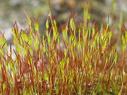 File:O Musgo (Sphagnum russowii) cobre formação rochosa em rio recorte.JPG  - Wikipedia