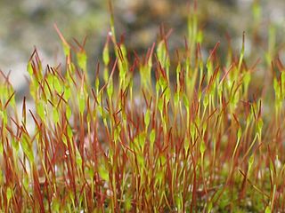 Sporophyte Diploid multicellular stage in the life cycle of a plant or alga