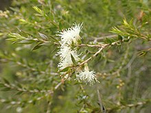 Melaleuca squamophloia жапырақтары мен гүлдері.jpg