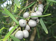 Melicytus dentatus berries.jpg