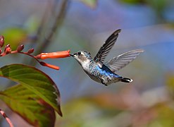 Paprastasis kamaninis kolibris smagurauja nektaru