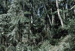 Dense forest jungle on mountain spurs of the Owen Stanley Range, Bulldog Track, Papua New Guinea Mid mountain forest PNG.jpg