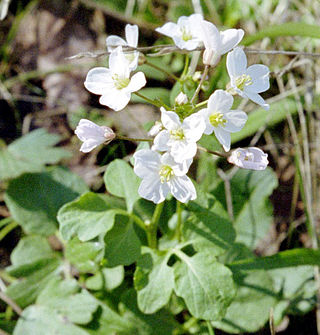 <i>Cardamine californica</i> Species of flowering plant in the cabbage family Brassicaceae