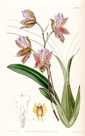 Miltonia russelliana (as Oncidium russellianum) - Edwards vol 22 pl 1830 (1836).jpg