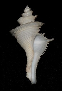 <i>Mipus vicdani</i> Species of gastropod