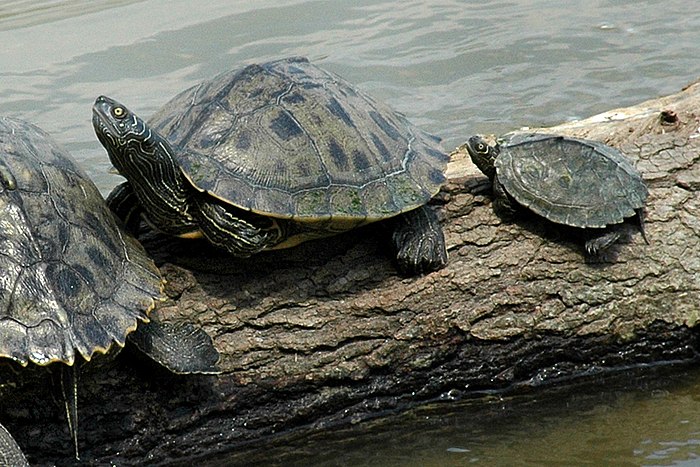 Mississippi map turtles (Graptemys pseudogeographica kohni), adult female left, adult male right, photographed in situ, Trinity River, Liberty Co., Texas (20 April 2007)