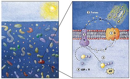 Model of the energy generating mechanism in marine bacteria
(1) When sunlight strikes a rhodopsin molecule
(2) it changes its configuration so a proton is expelled from the cell
(3) the chemical potential causes the proton to flow back to the cell
(4) thus generating energy
(5) in the form of adenosine triphosphate. Model of the energy generating mechanism in marine bacteria.jpg