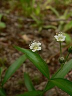 Moehringia macrophylla