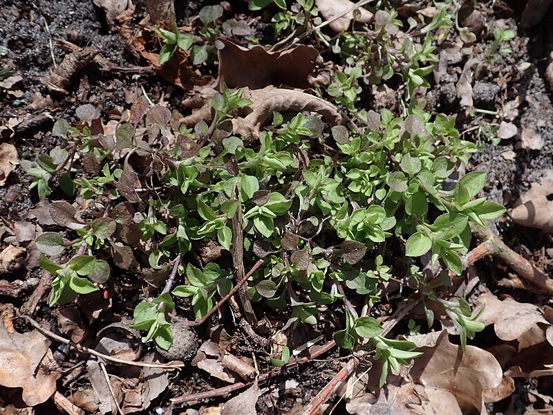 File:Moehringia trinervia 2022-04-12 6243.jpg