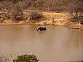 * Nomination: Elephant bathing in a watering hole in Mole National Park, Ghana --MB-one 22:18, 8 May 2024 (UTC) * * Review needed