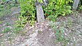 File:Molokan cemetery in Kabaevo village, Mordovia 57.jpg