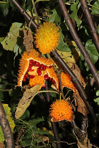 File:Momordica foetida (Cucurbitaceae) (6227986260).jpg