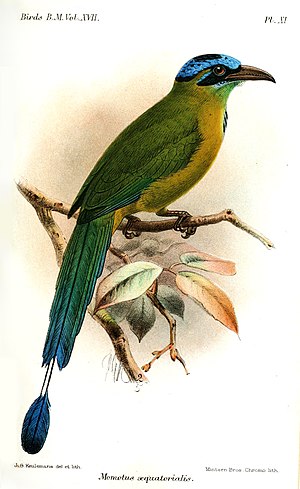 Bergmotmot, Momotus aequatorialis Illustrasjon av John Gerrard Keulemans, 1892, Public domain