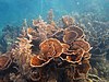 Cụm Montipora aequituberculata gần Ningaloo Reef