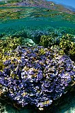 Montipora flabellata