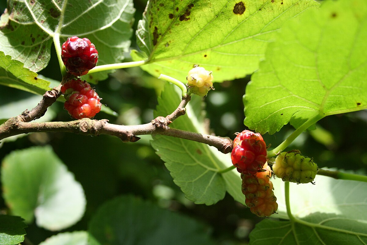 Mulberry Tree At Home