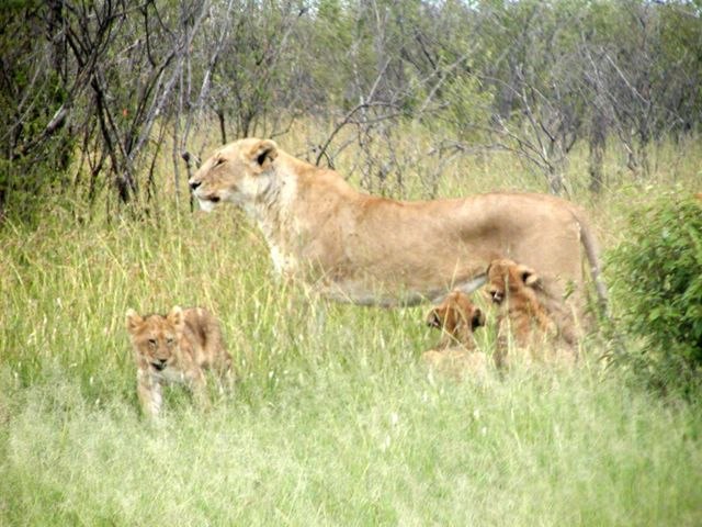 Lion cubs may be killed by males replacing other males in the pride.