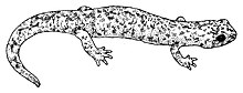 Гора Лайель Саламандра (Hydromantes platycephalus) illustration.jpg