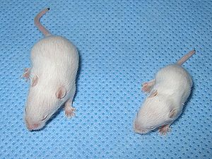 Mouse with spinal muscular atrophy.jpg