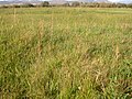 Muhlenbergia asperifolia (3918877543).jpg