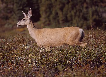 The Mule Deer is one of many species first nam...