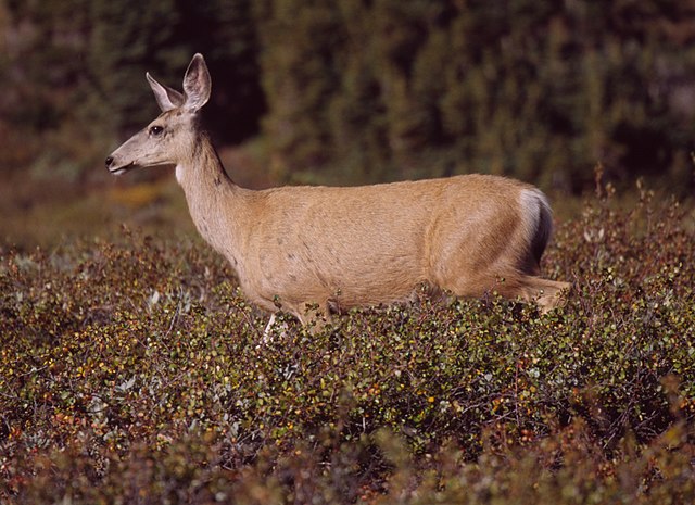 File:Mule_Deer_at_Clearwater_Pass_2.jpg