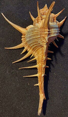 Murex (Murex) falsitribulus