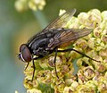 Musca-autumnalis-Muscid-fly-20100718a.jpg