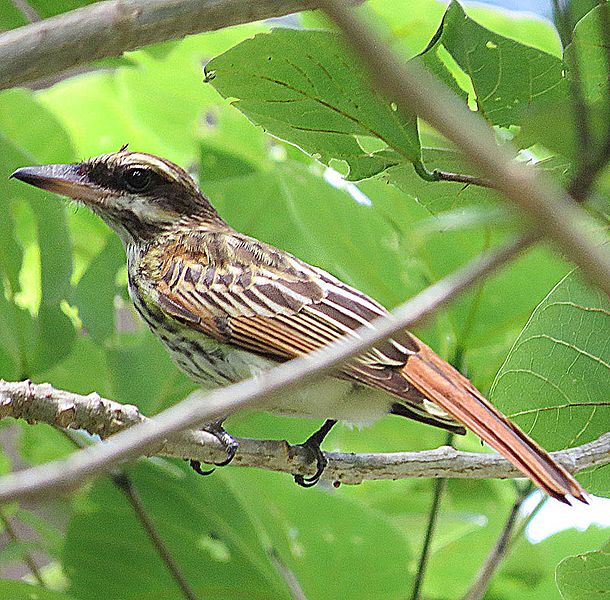 File:Myiodynastes maculatus - Flickr - Dick Culbert.jpg