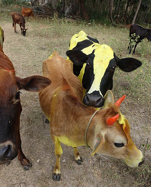 File:Mysuru Decorated Cows. January 2017..jpg