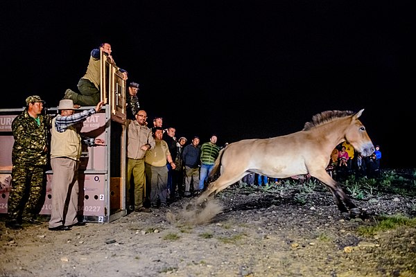 A Przewalski's horse being released into the wild in Mongolia, as part of the Return of the Wild Horses project.