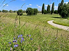 Blütenreicher Deichdamm – Rheinaue mit vielfältiger Gehölzstruktur