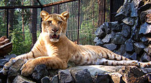 A liger at Novosibirsk Zoo NSK-ZOO-liger.jpg