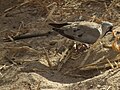 Namaqua Dove Oena capensis in Tanzania 0943 cropped Nevit.jpg