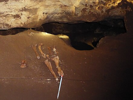 A fossil in Victoria Cave