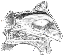 hasard - Définition du hasard dans l'évolution et en biologie.... - Page 4 220px-Nasopalatine_and_vomeronasal_duct