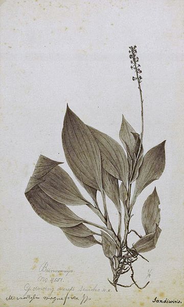 File:Naturalis Biodiversity Center - L.2095797 - Sandiwirio - Microstylis magnifovea J. J. Smith - Artwork - cropped.jpg