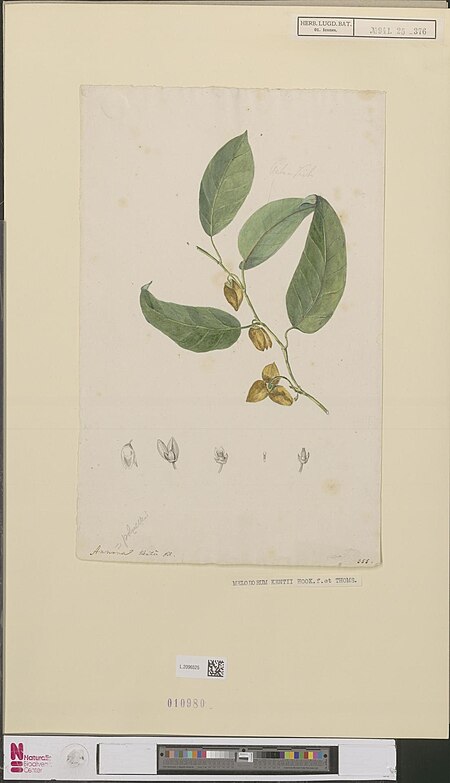 Mitrella (Annonaceae)