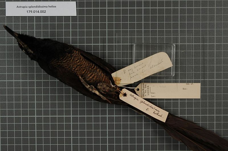 File:Naturalis Biodiversity Center - RMNH.AVES.140784 1 - Astrapia splendidissima helios Mayr, 1936 - Paradisaeidae - bird skin specimen.jpeg