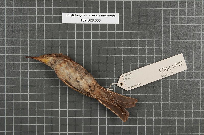 File:Naturalis Biodiversity Center - RMNH.AVES.148420 2 - Phylidonyris melanops melanops (Latham, 1801) - Meliphagidae - bird skin specimen.jpeg