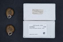 Naturalis bioxilma-xillik markazi - RMNH.MOL.274672 1 - Corilla odontophora (Benson, 1865) - Corillidae - Mollusc shell.jpeg