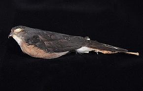 Описание изображения Центр биоразнообразия Naturalis - ZMA.AVES.47471 - Accipiter nanus Blasius, WH, 1897 - Accipitridae - skin specimen.jpeg.