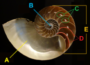 Sezione di conchiglia di Nautilus attuale; A) camera d'abitazione; B) protoconca; C) colletti settali (ortocoanitici) e anelli di connessione; D) setti; E) fragmocono.[N 4]