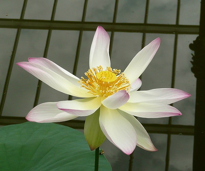 File:Nelumbo nucifera Meise 30296.jpg