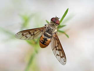 <i>Neodiplocampta miranda</i> Species of fly