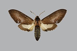 Neogene pictus