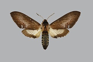 <i>Neogene pictus</i> Species of moth